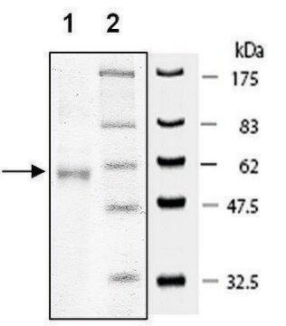 Flt3 active human recombinant, expressed in baculovirus infected Sf9 cells, &#8805;80% (SDS-PAGE)