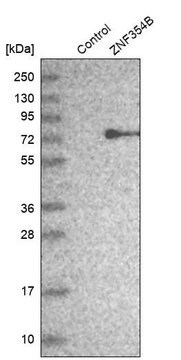 Anti-ZNF354B antibody produced in rabbit Prestige Antibodies&#174; Powered by Atlas Antibodies, affinity isolated antibody, buffered aqueous glycerol solution