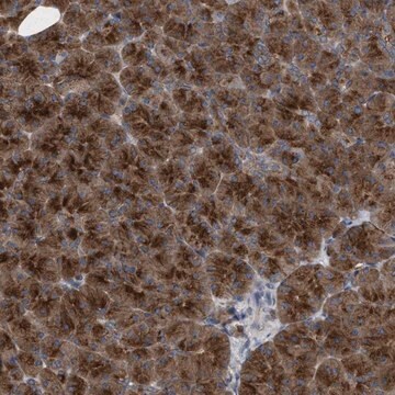 Anti-C9orf16 antibody produced in rabbit Prestige Antibodies&#174; Powered by Atlas Antibodies, affinity isolated antibody, buffered aqueous glycerol solution