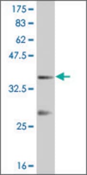 Monoclonal Anti-IPF1 antibody produced in mouse clone 3F10, purified immunoglobulin, buffered aqueous solution