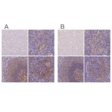 Anti-CD40 antibody produced in rabbit Prestige Antibodies&#174; Powered by Atlas Antibodies, affinity isolated antibody, buffered aqueous glycerol solution