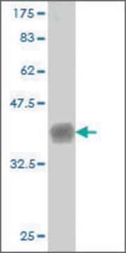 Monoclonal Anti-CNTNAP4 antibody produced in mouse clone 5G1, ascites fluid, buffered aqueous solution