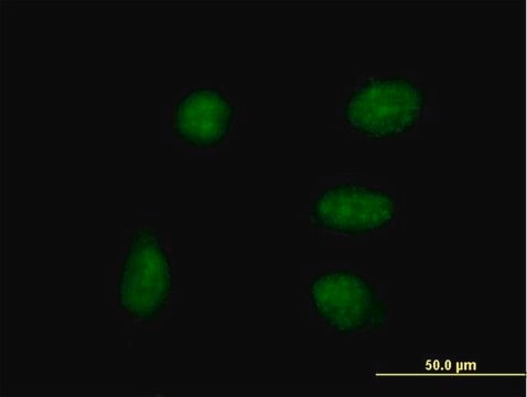 Anti-DPPA4 antibody produced in mouse IgG fraction of antiserum, buffered aqueous solution