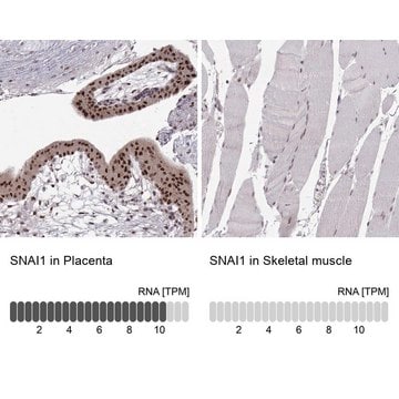 Monoclonal Anti-SNAI1 antibody produced in mouse Prestige Antibodies&#174; Powered by Atlas Antibodies, clone CL3700, purified immunoglobulin, buffered aqueous glycerol solution