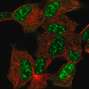 Anti-CYGB antibody produced in rabbit Prestige Antibodies&#174; Powered by Atlas Antibodies, affinity isolated antibody