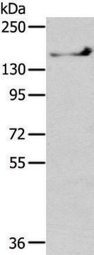 Anti-SHANK1 affinity isolated antibody