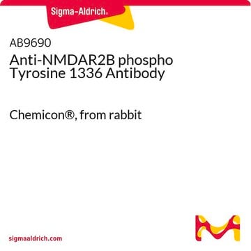 Anti-NMDAR2B phospho Tyrosine 1336 Antibody Chemicon&#174;, from rabbit