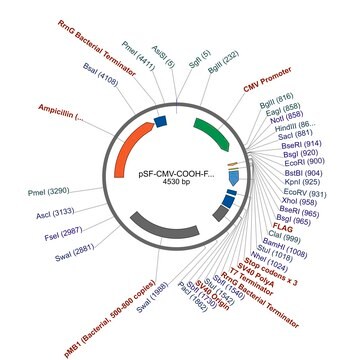 pSF-CMV-COOH-FLAG plasmid vector for molecular cloning