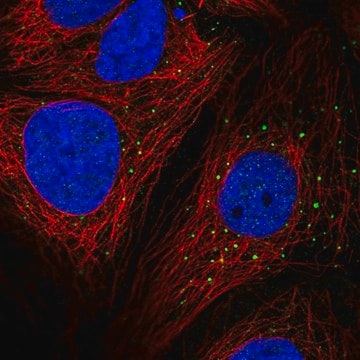 Anti-AP1M2 antibody produced in rabbit Prestige Antibodies&#174; Powered by Atlas Antibodies, affinity isolated antibody