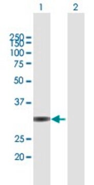 Anti-UNKL antibody produced in mouse purified immunoglobulin, buffered aqueous solution