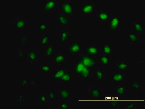 Monoclonal Anti-IFRD2 antibody produced in mouse clone 1A4-1G1, purified immunoglobulin, buffered aqueous solution