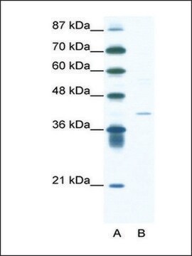 Anti-HIF1AN (AB3) antibody produced in rabbit IgG fraction of antiserum