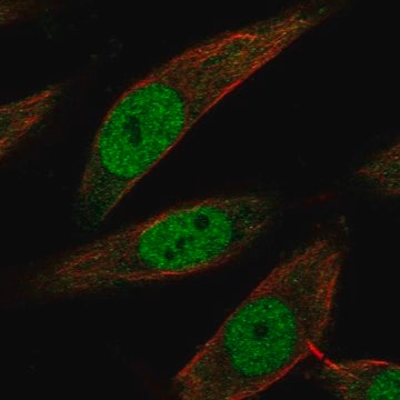 Anti-Bag1 Antibody Produced In Rabbit Prestige Antibodies&#174; Powered by Atlas Antibodies, affinity isolated antibody, buffered aqueous glycerol solution