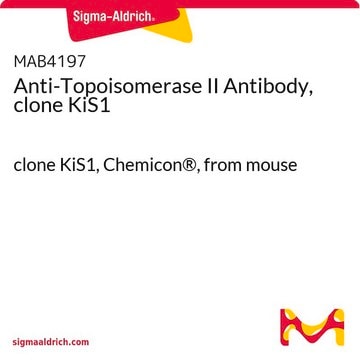 Anticuerpo anti-topoisomerasa II, clon KiS1 clone KiS1, Chemicon&#174;, from mouse