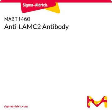 Anti-LAMC2 Antibody