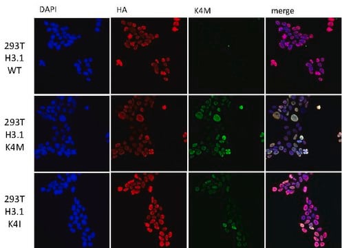 Anti-Histone H3 K4M mutant