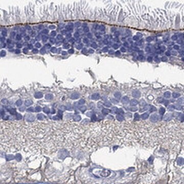 Anti-TMEM221 antibody produced in rabbit Prestige Antibodies&#174; Powered by Atlas Antibodies, affinity isolated antibody, buffered aqueous glycerol solution