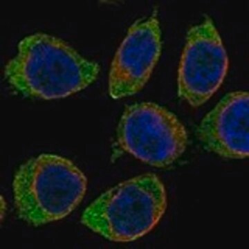 Anti-CD300A antibody produced in rabbit Prestige Antibodies&#174; Powered by Atlas Antibodies, affinity isolated antibody, buffered aqueous glycerol solution