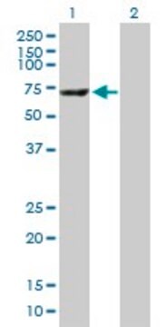 Anti-CES1 antibody produced in mouse purified immunoglobulin, buffered aqueous solution