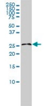 Monoclonal Anti-RASL11B antibody produced in mouse clone 1B5, purified immunoglobulin, buffered aqueous solution