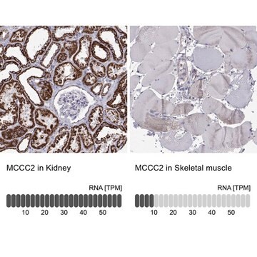 Anti-MCCC2 antibody produced in rabbit Prestige Antibodies&#174; Powered by Atlas Antibodies, affinity isolated antibody, buffered aqueous glycerol solution