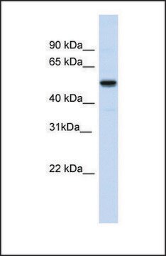 Anti-IRX3, (N-terminal) antibody produced in rabbit affinity isolated antibody