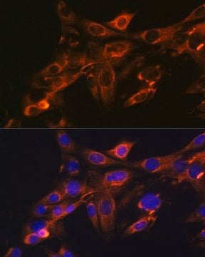 Anti- Src antibody produced in rabbit