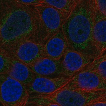 Anti-Cyp11B2 Antibody Produced In Rabbit Prestige Antibodies&#174; Powered by Atlas Antibodies, affinity isolated antibody, buffered aqueous glycerol solution