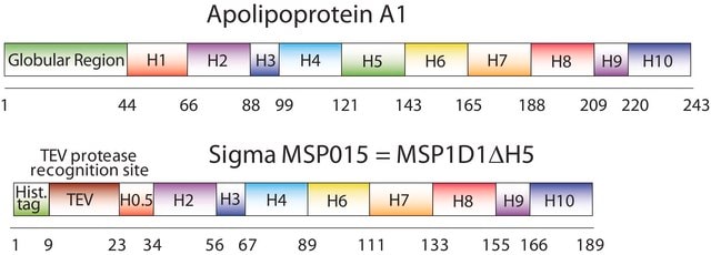 Membrane Scaffold Protein 1D1 Delta-Helix 5 recombinant, expressed in E. coli, Delta Helix 5 deleted