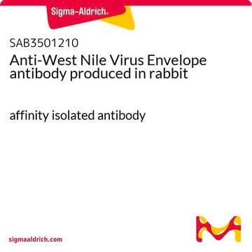 Anti-West Nile Virus Envelope antibody produced in rabbit affinity isolated antibody