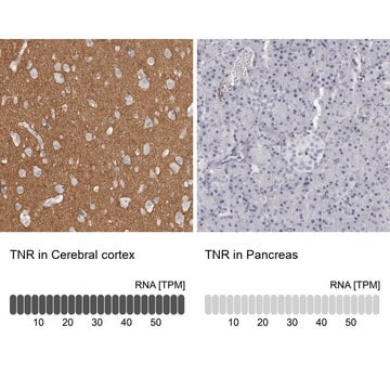 Anti-TNR antibody produced in rabbit Prestige Antibodies&#174; Powered by Atlas Antibodies, affinity isolated antibody, buffered aqueous glycerol solution, Ab1