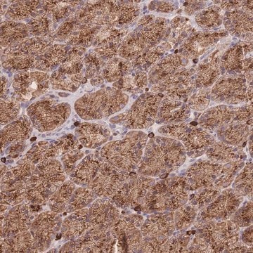 Anti-SGSM3 antibody produced in rabbit Prestige Antibodies&#174; Powered by Atlas Antibodies, affinity isolated antibody, buffered aqueous glycerol solution