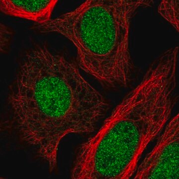 Anti-GTF2IRD2B antibody produced in rabbit Prestige Antibodies&#174; Powered by Atlas Antibodies, affinity isolated antibody