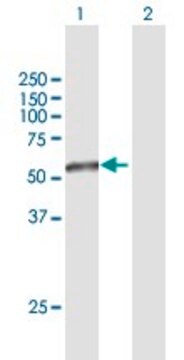 Anti-TAPBPL antibody produced in mouse purified immunoglobulin, buffered aqueous solution