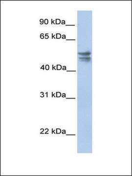 Anti-TRMU antibody produced in rabbit affinity isolated antibody