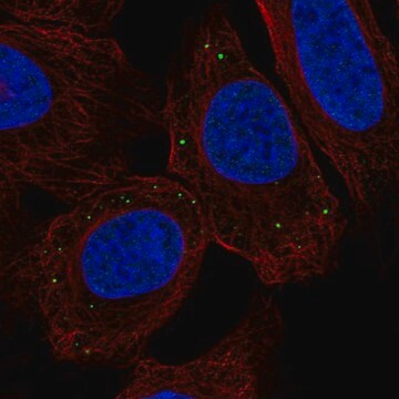 Anti-TMEM215 antibody produced in rabbit Prestige Antibodies&#174; Powered by Atlas Antibodies, affinity isolated antibody