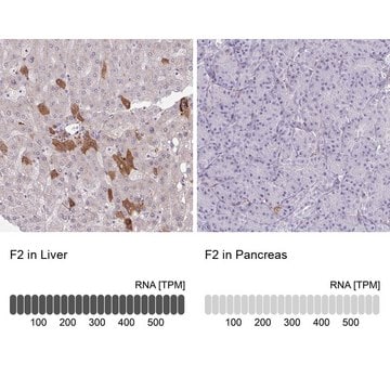 Anti-F2 antibody produced in rabbit Prestige Antibodies&#174; Powered by Atlas Antibodies, affinity isolated antibody, buffered aqueous glycerol solution