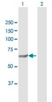 Anti-SQLE antibody produced in rabbit purified immunoglobulin, buffered aqueous solution