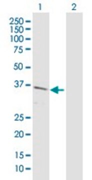 Anti-C10orf59 antibody produced in rabbit purified immunoglobulin, buffered aqueous solution