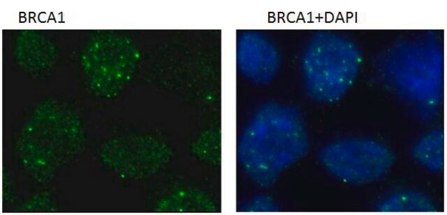 Monoclonal Anti-BRCA1 antibody produced in mouse