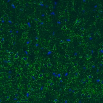 Monoclonal Anti-GAD1 antibody produced in mouse Prestige Antibodies&#174; Powered by Atlas Antibodies, clone CL2914, purified immunoglobulin, buffered aqueous glycerol solution