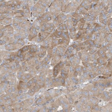 Anti-THNSL2 antibody produced in rabbit Prestige Antibodies&#174; Powered by Atlas Antibodies, affinity isolated antibody, buffered aqueous glycerol solution