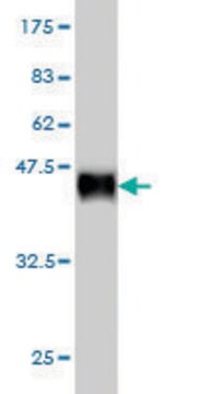 Monoclonal Anti-SNAPC4 antibody produced in mouse clone 2H4, purified immunoglobulin, buffered aqueous solution