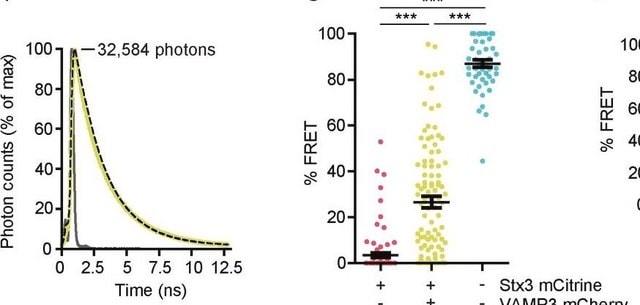 Anti-Syntaxin-3 Antibody, clone 1-146 clone 1-146, from mouse