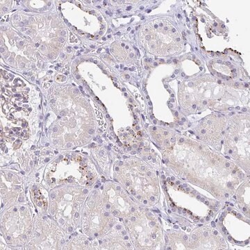 Anti-LENG9 antibody produced in rabbit Prestige Antibodies&#174; Powered by Atlas Antibodies, affinity isolated antibody, buffered aqueous glycerol solution