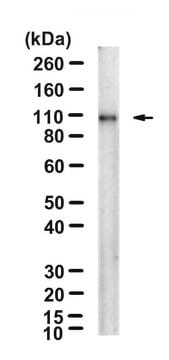 抗-CD133抗体，克隆13A4 clone 13A4, Chemicon&#174;, from rat