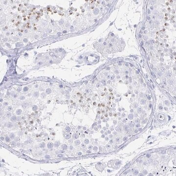 Anti-PRDM7 antibody produced in rabbit Prestige Antibodies&#174; Powered by Atlas Antibodies, affinity isolated antibody, buffered aqueous glycerol solution