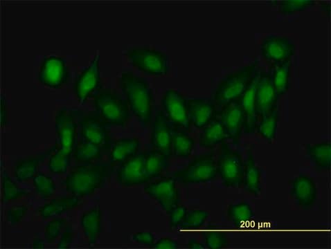 Monoclonal Anti-LRRFIP1, (C-terminal) antibody produced in mouse clone 3E1, purified immunoglobulin, buffered aqueous solution