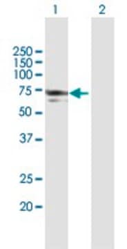 Anti-NMT1 antibody produced in mouse purified immunoglobulin, buffered aqueous solution