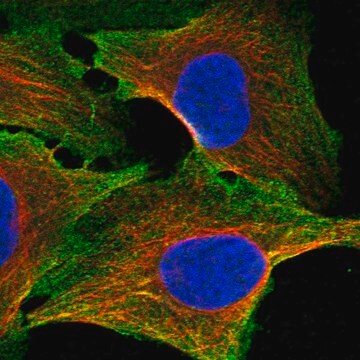 Anti-Cfap97D1 Antibody Produced In Rabbit Prestige Antibodies&#174; Powered by Atlas Antibodies, affinity isolated antibody, buffered aqueous glycerol solution